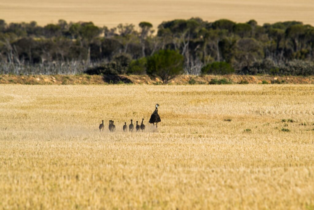 ducks on a field