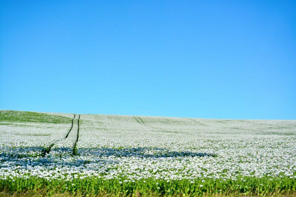 agricultural fields