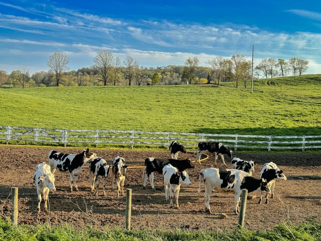cows inside a fence