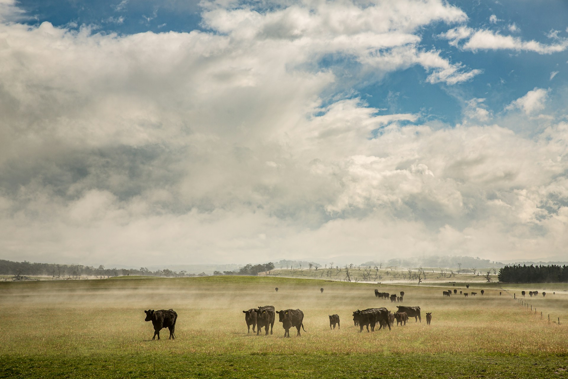 cows grazing in a field